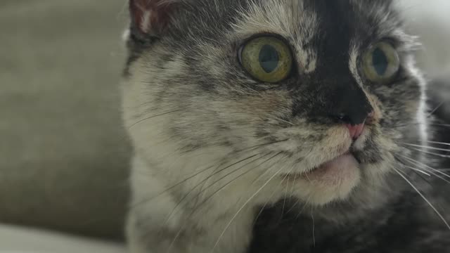 Cat On Bed
