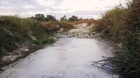 Hippo vs Lion Clan | Natural World | BBC Earth