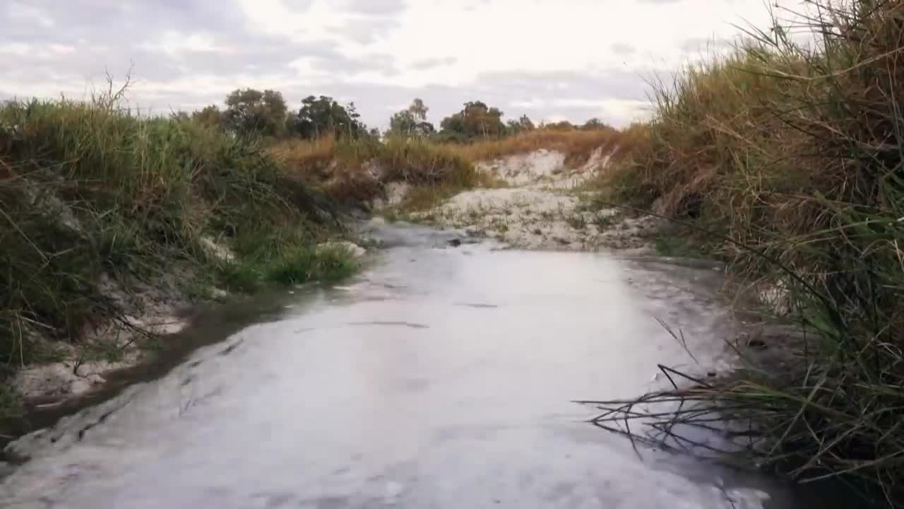 Hippo vs Lion Clan | Natural World | BBC Earth