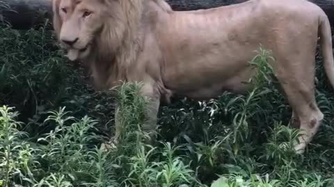 lions