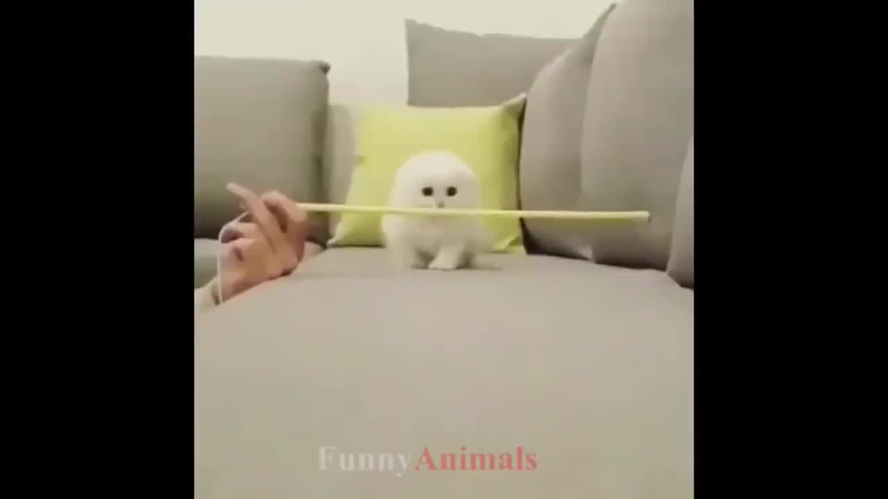 adorable raro chinchilla puppy launche himself ouve ther