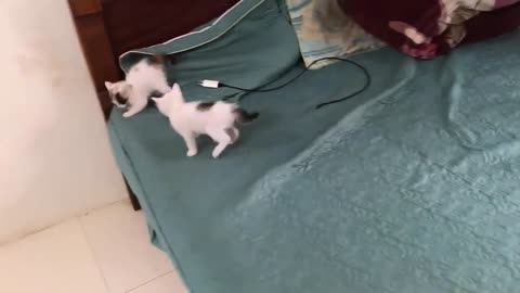 Cute kitten funny video