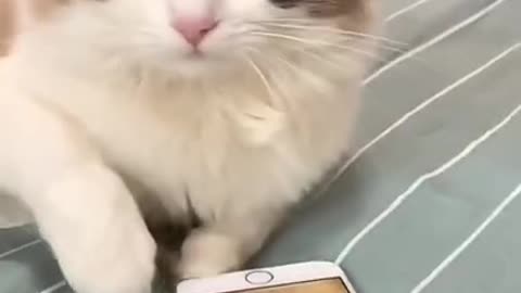 Cute And Smart Cat Watching Photos | Cute Cat Funny Status | Cat Catched At Night
