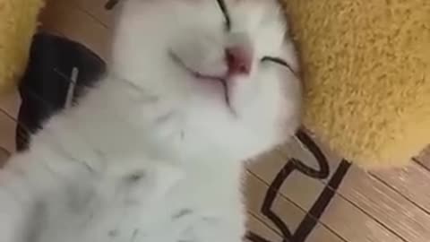 Funny cats 🤣🤣