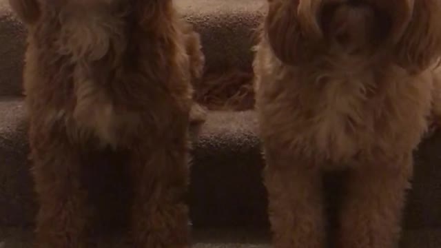 Cockapoo synchronised heads opie and jax