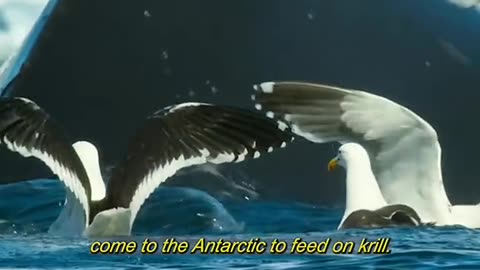 Amazing animal world 30