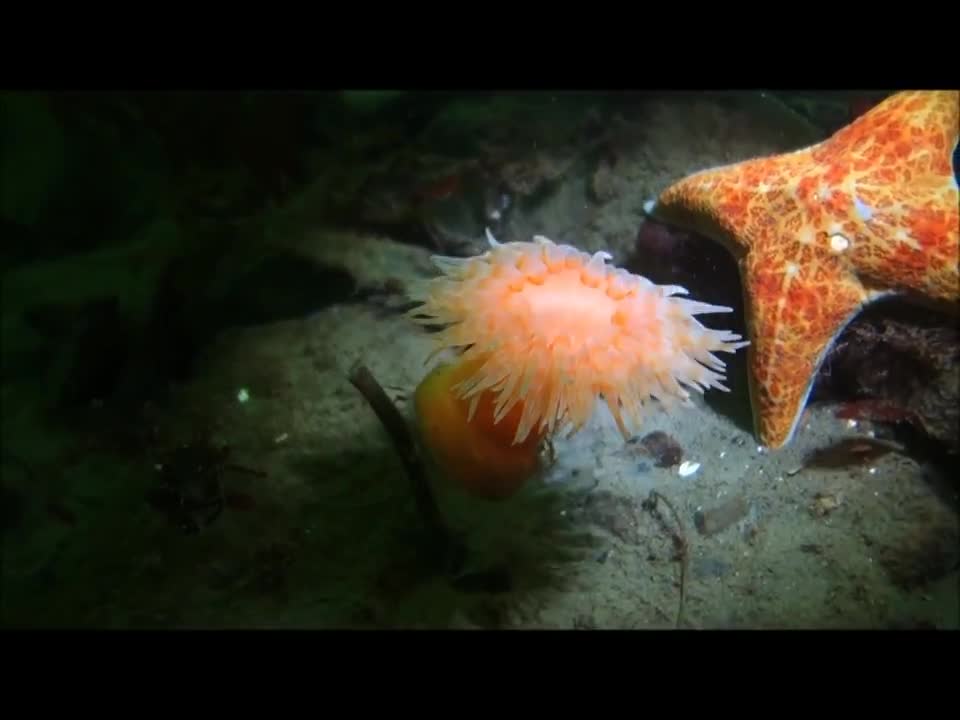 Swimming anemone