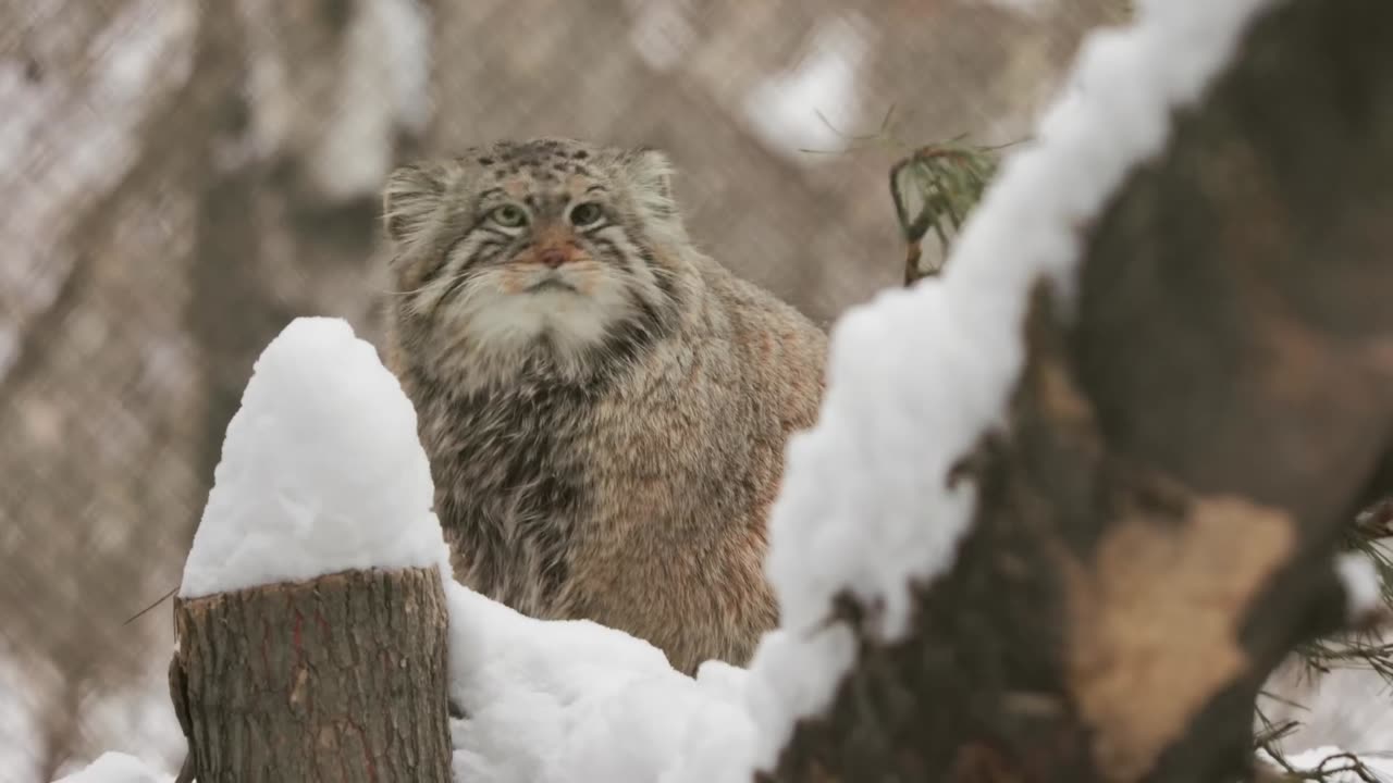 How Palls's Cat Zelenogork Spent winter Days.....!!!