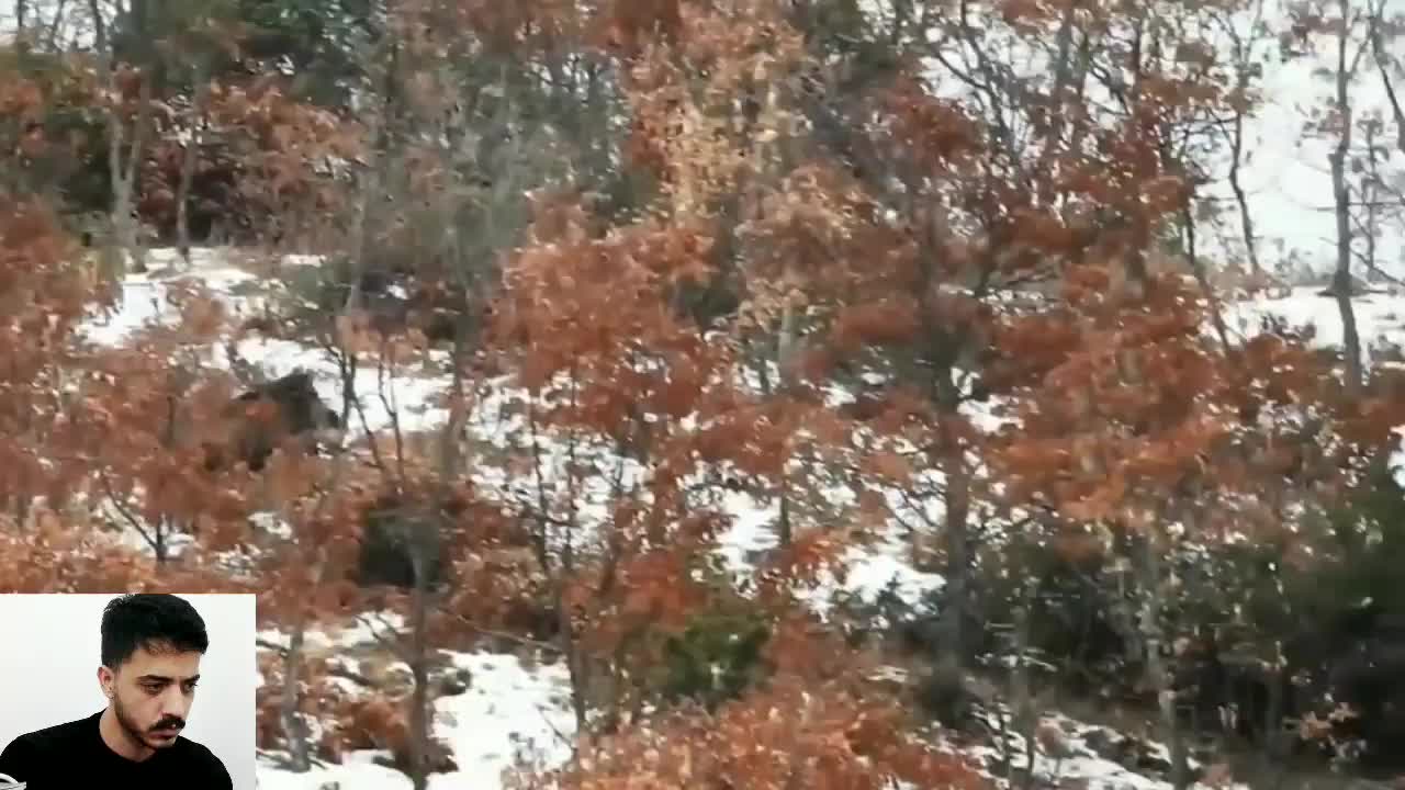 pig vs Hunter