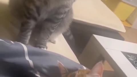 Funny Cat Sleeping