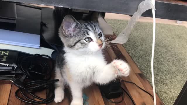 Baby cat playing with wire strip