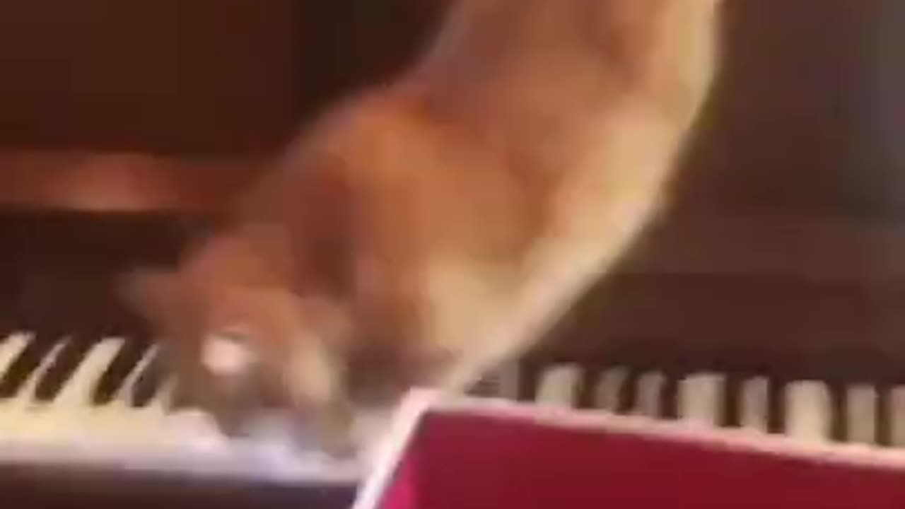 el gato Bethoven tocando piano 😎_