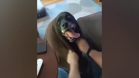 Funniest Animals Videos 2022 - Funny Cats and Dogs Videos 😹🐶