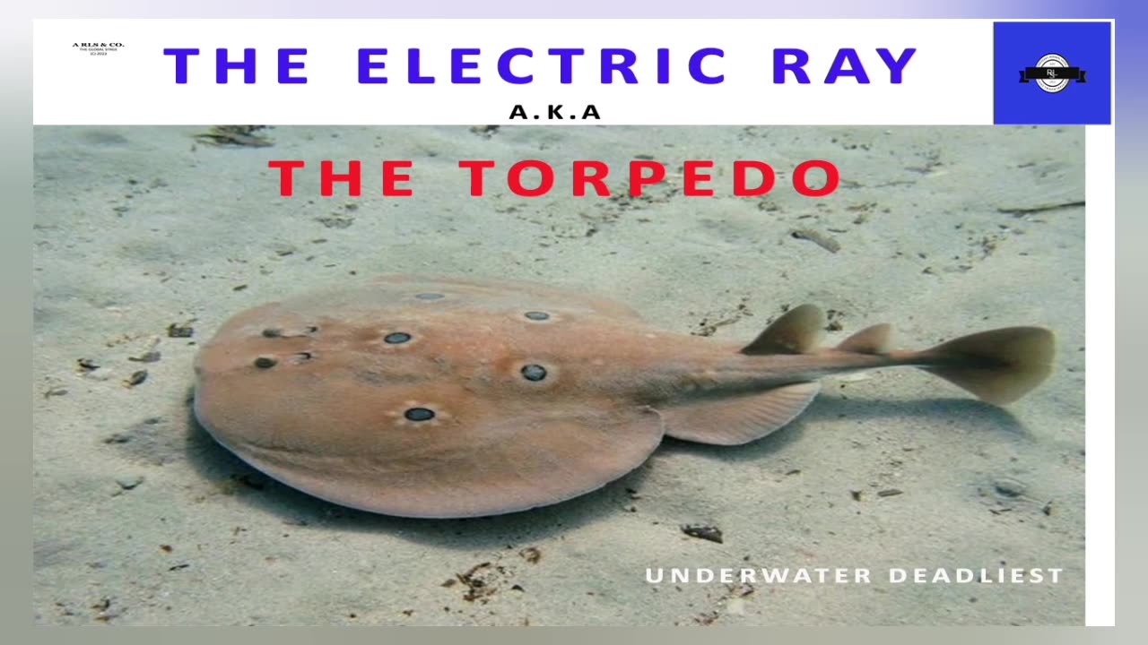 THE ELECTRIC RAY A.K.A THE TORPEDO