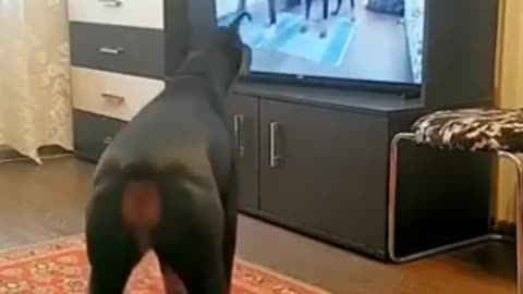 dog watching television and working out the same way