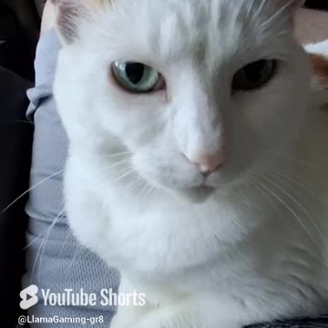 No Remorse - Molly the Cat