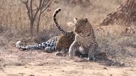 Female Leopard wakes up 😛male for attention!