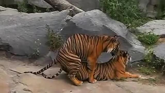 Tigers making love sex-rumble