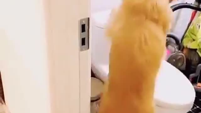 Cute dog enjoy their toilet time