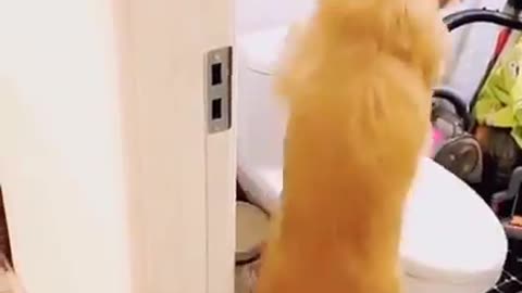 Cute dog enjoy their toilet time