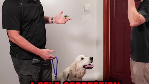 How to Get Your Dog to Stop Jumping on Guests at the Door