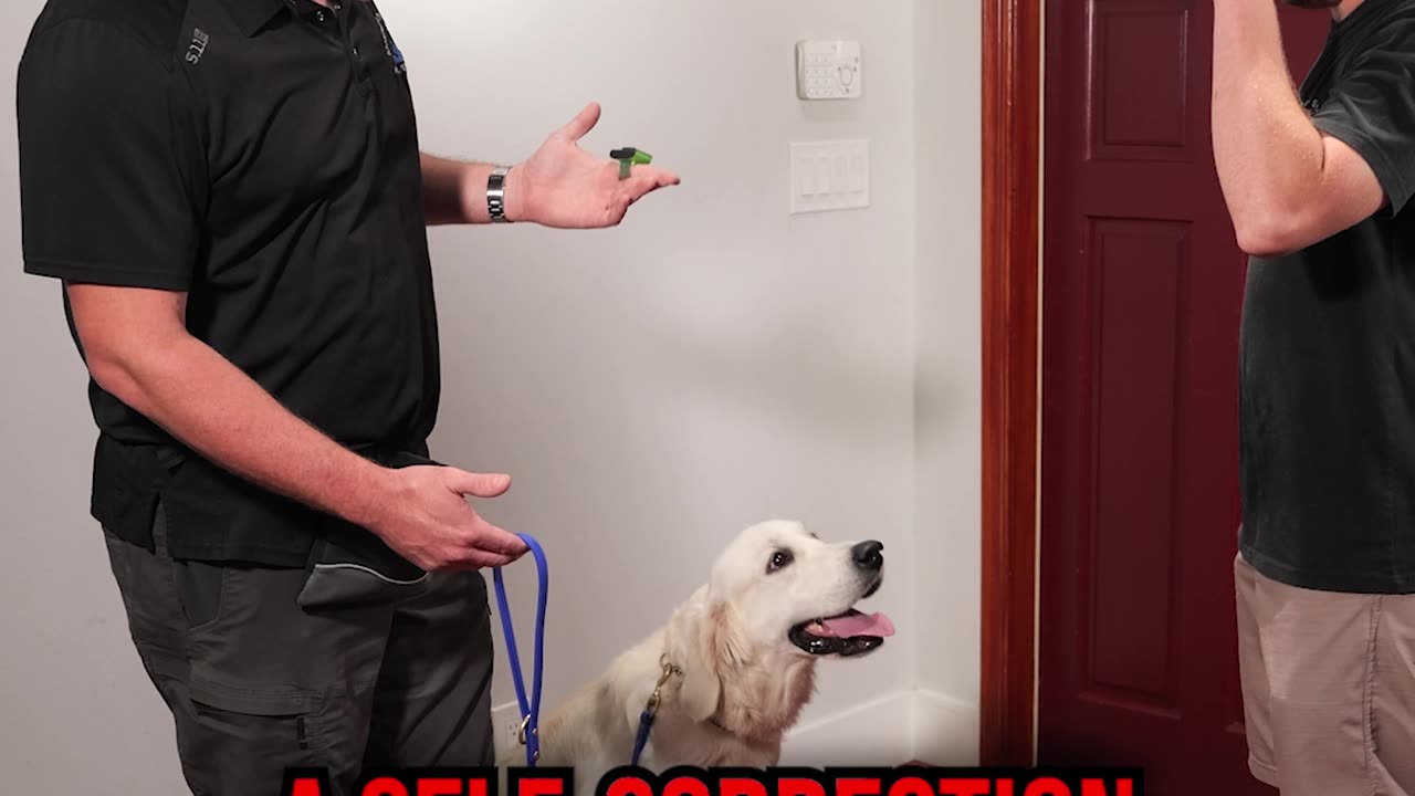 How to Get Your Dog to Stop Jumping on Guests at the Door