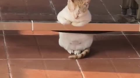 Kitty Taking Its Deserved Break