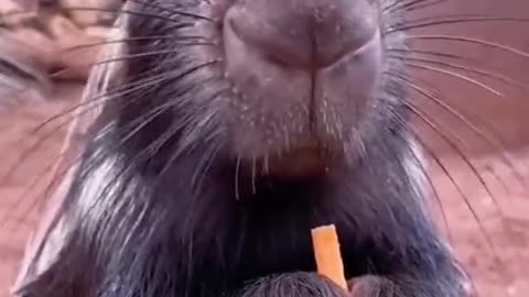 Funny Animals Series 960