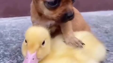 Cute ducking love dogs