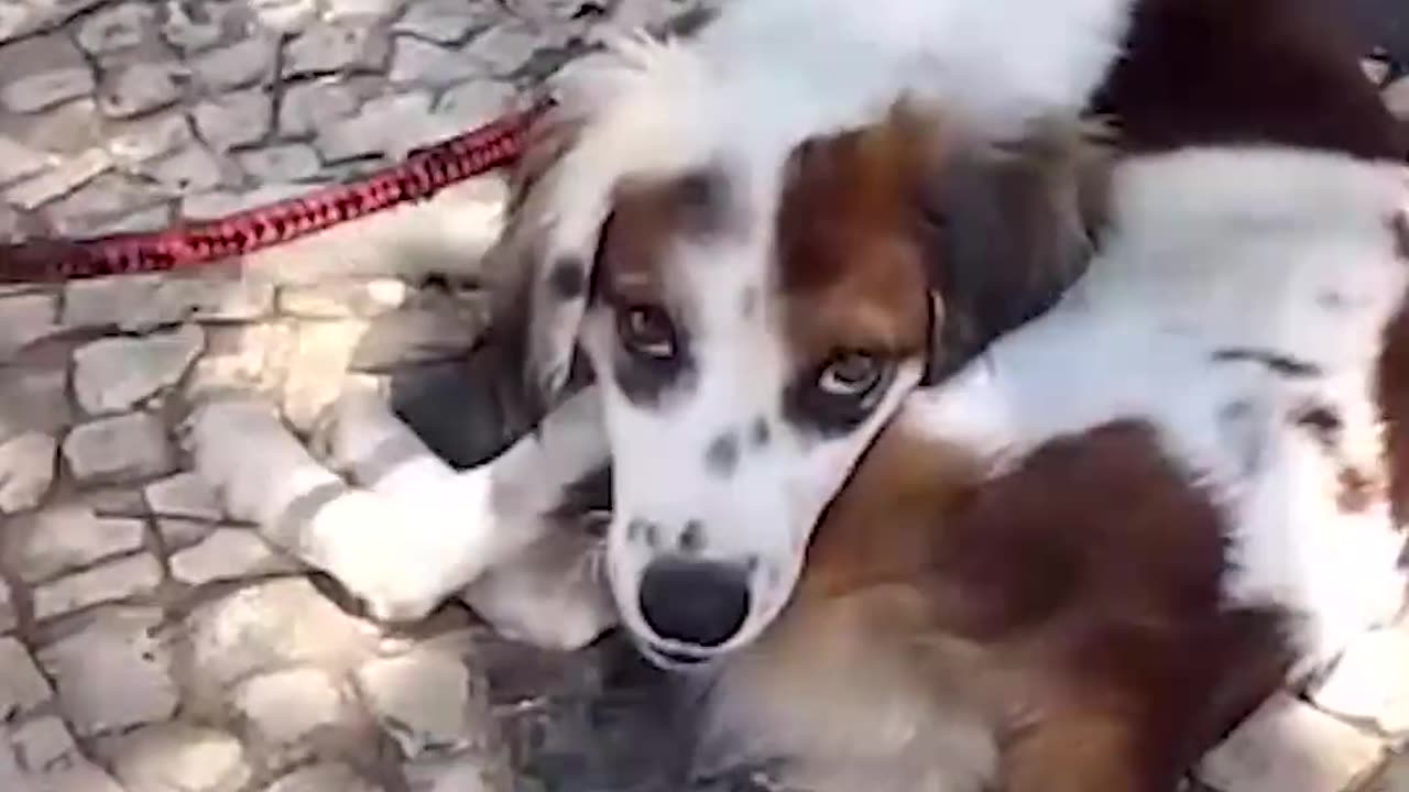 Cão embriagado pelo tutor no PR; autor teve passagem por homicídio