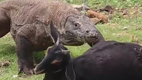 World's Biggest Lizard