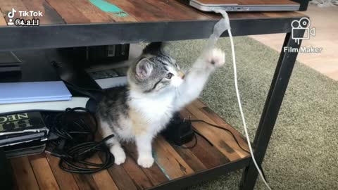 Funy cat you will enjoy watch it