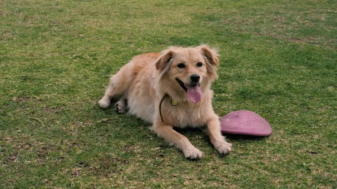 A dog resting on the grass next to a dog toy