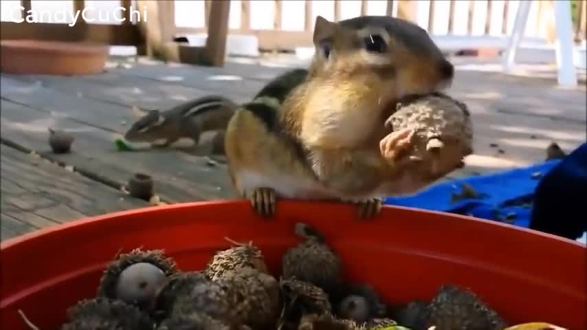 Small squirrel eating nuts. eat nuts with big mouth, woaaaa......