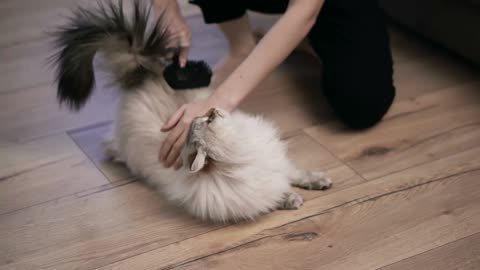 Unrecognizable woman combing fur of a fluffy cat on floor