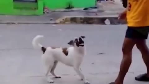 Funny#smart dog*