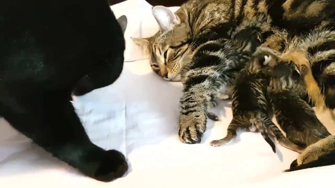 Dad Cat meets his BABY KITTENS for the first time - What happens? funny video