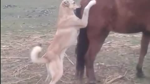 Horse kick the dog