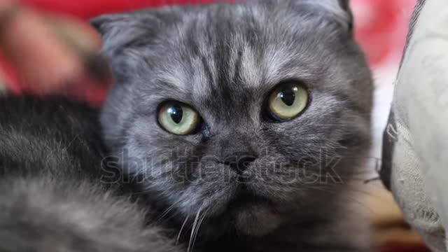A laid back cat
