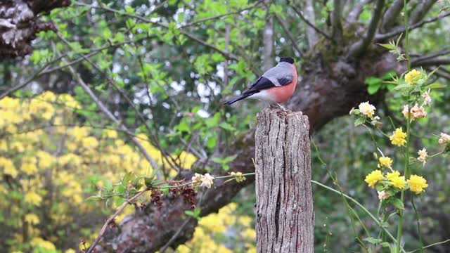 Attracting Birds - Eurasian Bullfinch Eating Seeds 2