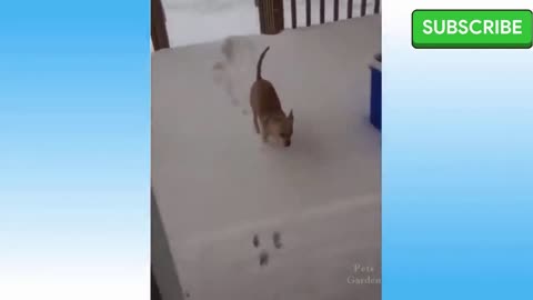 funny dog, funny movement😻