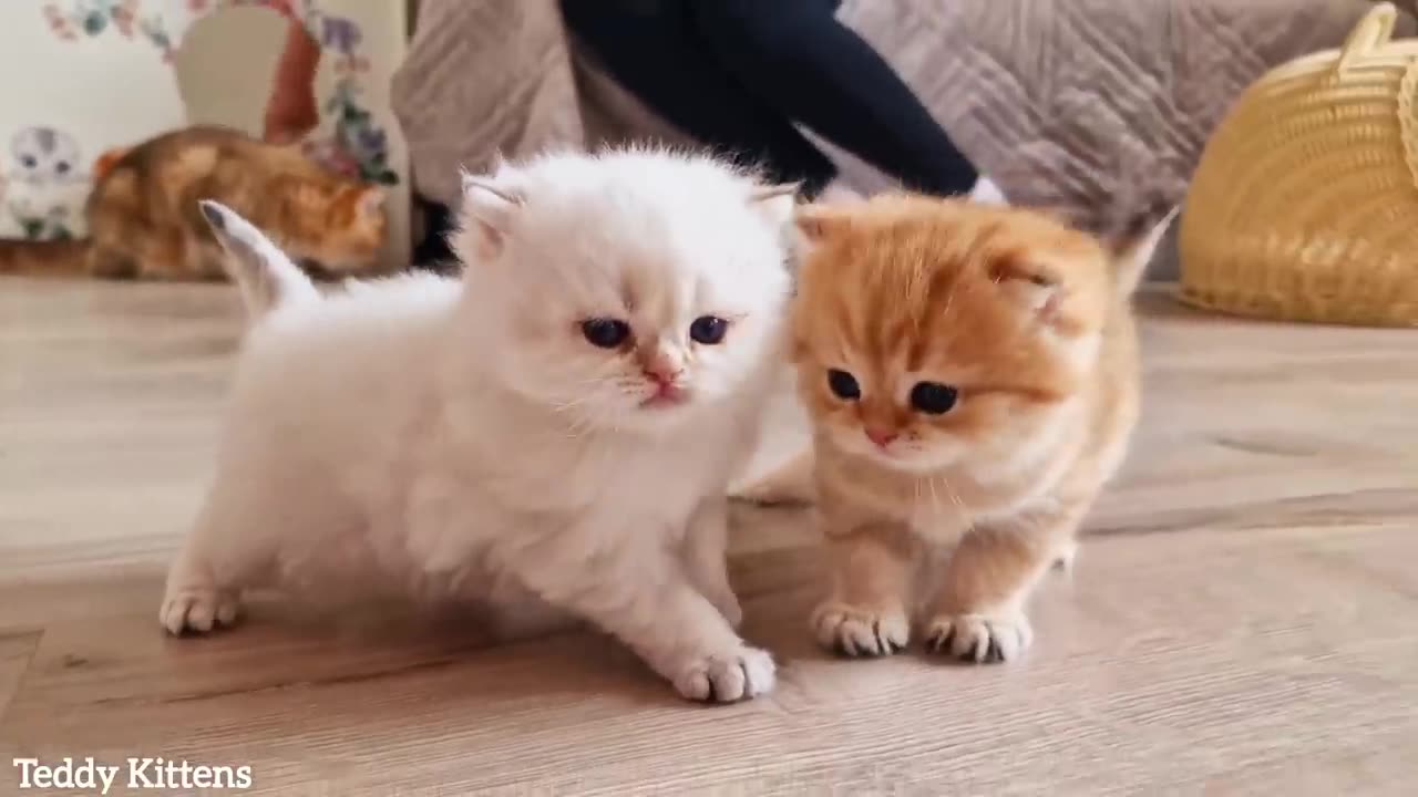 Cute kittens funny moments #cat #kitten