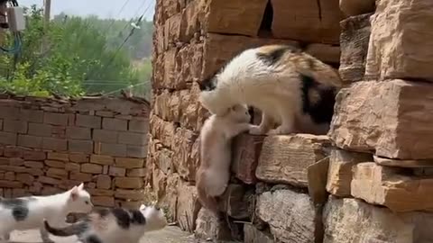 Cat funny videos billi