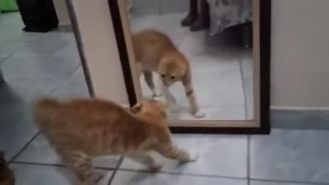 Cat and the mirror