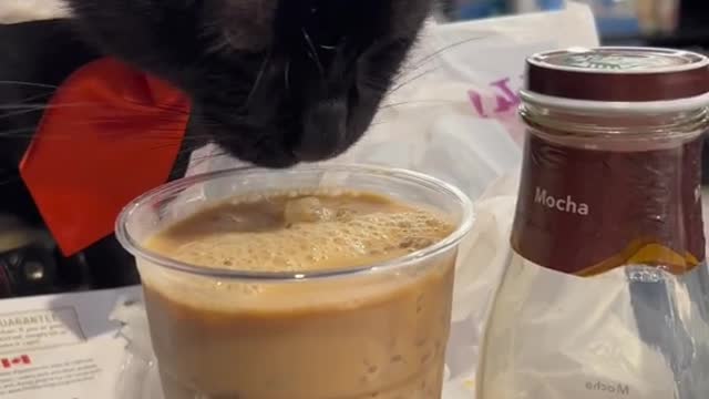 This coffee is very suitable for cats