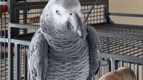 African grey parrot
