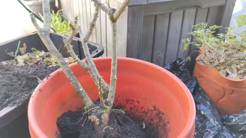 Repotted Rose and planted onion bulbs