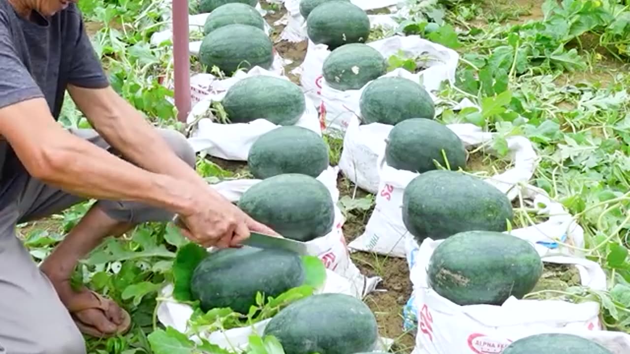 Simple way to grow watermelons at home