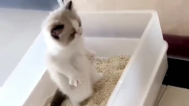 The magic kitten