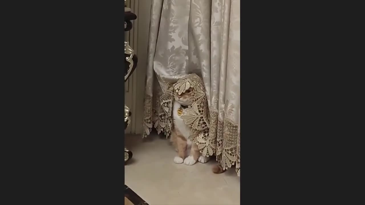 π Funniest Cats and Dogs Videos πΊπΆ π₯°πΉ Hilarious Animal Compilation